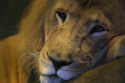 León (nada de sordo) escuchando el Aerocronopio